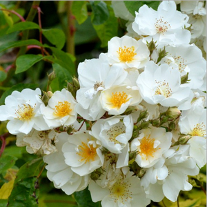 Poзa Бобби Джеймс - белая - Вьющаяся плетистая роза (рамблер)